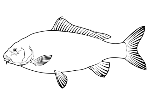 Mrigal Carp (Cirrhinus Cirrhosus) Coloring Page